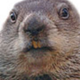 Punxsutawney Phil